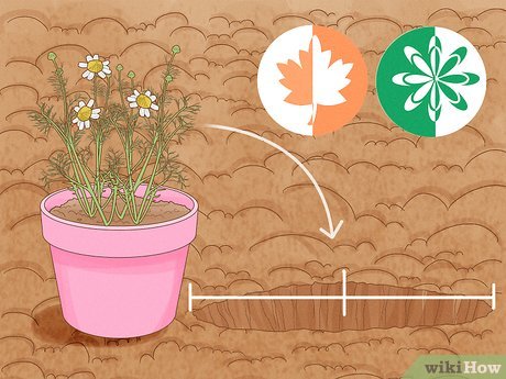 Image titled Grow Chamomile Step 18
