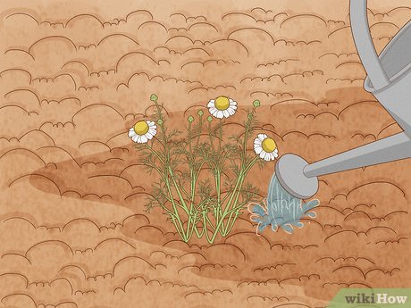 Image titled Grow Chamomile Step 19