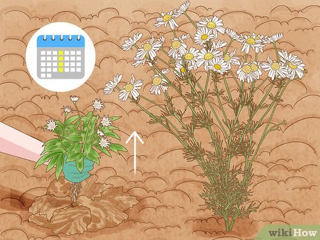 Image titled Grow Chamomile Step 21