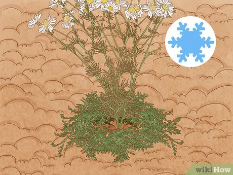 Image titled Grow Chamomile Step 22
