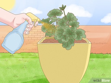 Image titled Grow Chamomile Step 28