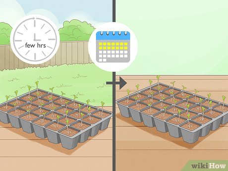 Image titled Grow Chamomile Step 8