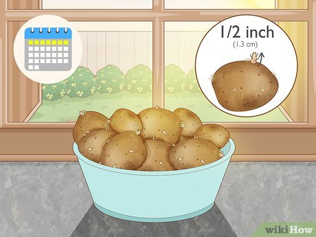 Image titled Grow Potatoes from Potatoes Step 3