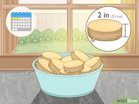 Image titled Grow Potatoes from Potatoes Step 4