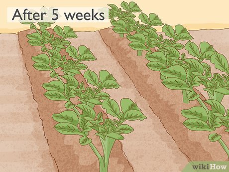 Image titled Grow Potatoes from Potatoes Step 7