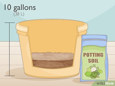 Image titled Grow Potatoes from Potatoes Step 9