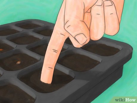 Image titled Grow Roses from Seed Step 10