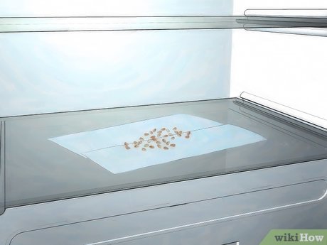 Image titled Grow Roses from Seed Step 7