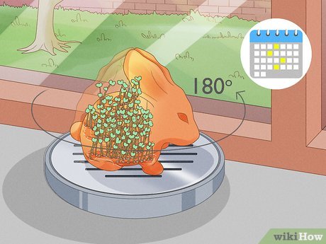 Image titled Grow a Chia Pet Step 11