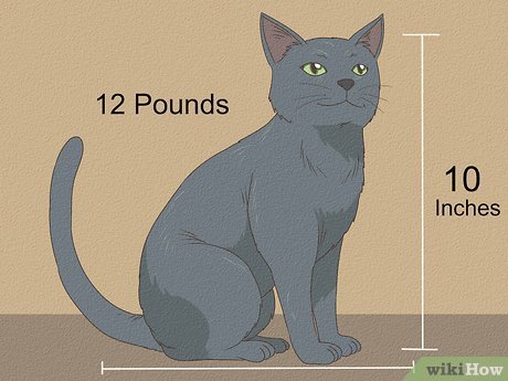 Image titled Identify a Russian Blue Step 6