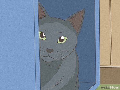 Image titled Identify a Russian Blue Step 8