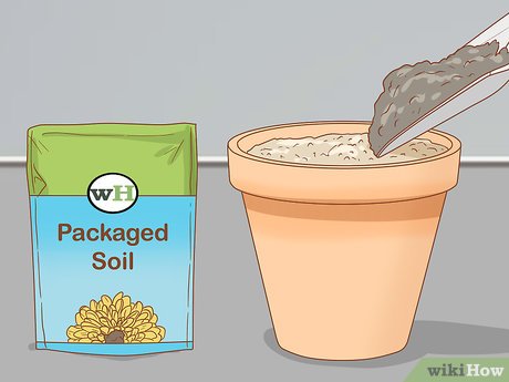 Image titled Propagate Bougainvillea Step 4