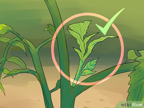 Image titled Prune Tomatoes Step 6