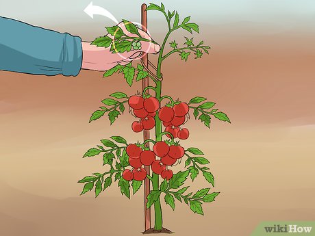 Image titled Prune Tomatoes Step 7