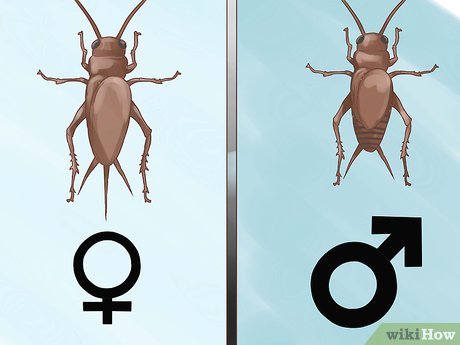 Image titled Raise Your Own Crickets Step 5