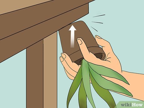 Image titled Revive a Dying Aloe Vera Plant Step 1