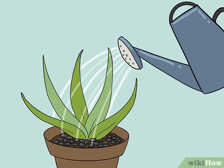 Image titled Revive a Dying Aloe Vera Plant Step 10