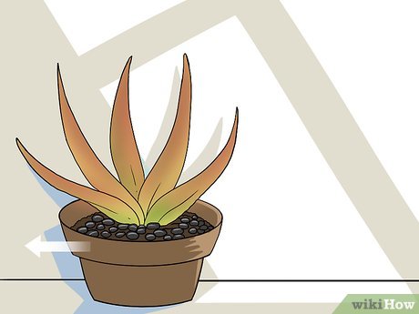 Image titled Revive a Dying Aloe Vera Plant Step 12