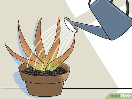 Image titled Revive a Dying Aloe Vera Plant Step 13