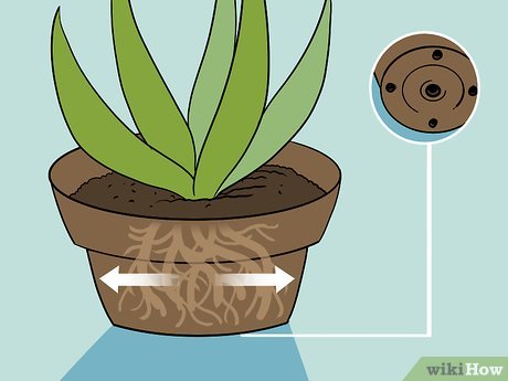 Image titled Revive a Dying Aloe Vera Plant Step 3