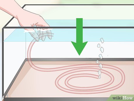 Image titled Siphon Water Step 5