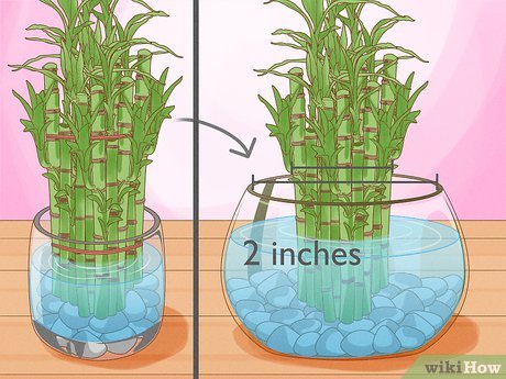 Image titled Take Care of Lucky Bamboo Step 11
