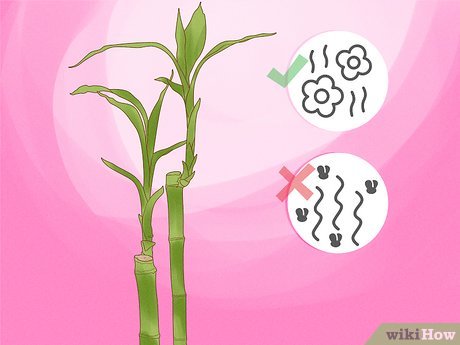 Image titled Take Care of Lucky Bamboo Step 14