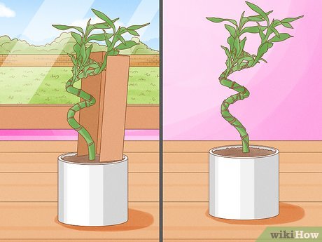 Image titled Take Care of Lucky Bamboo Step 8