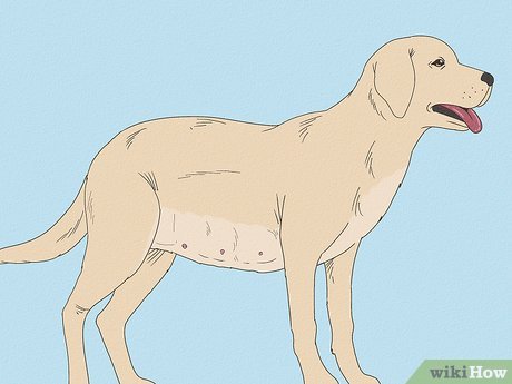 Image titled Tell if a Dog Is Pregnant Step 2