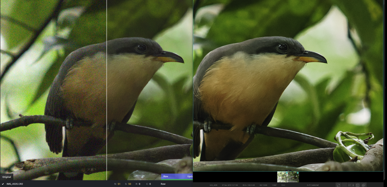 The same photo of a bird denoised using Topaz DeNoise AI and DxO PureRAW, where DxO PureRAW produces better results