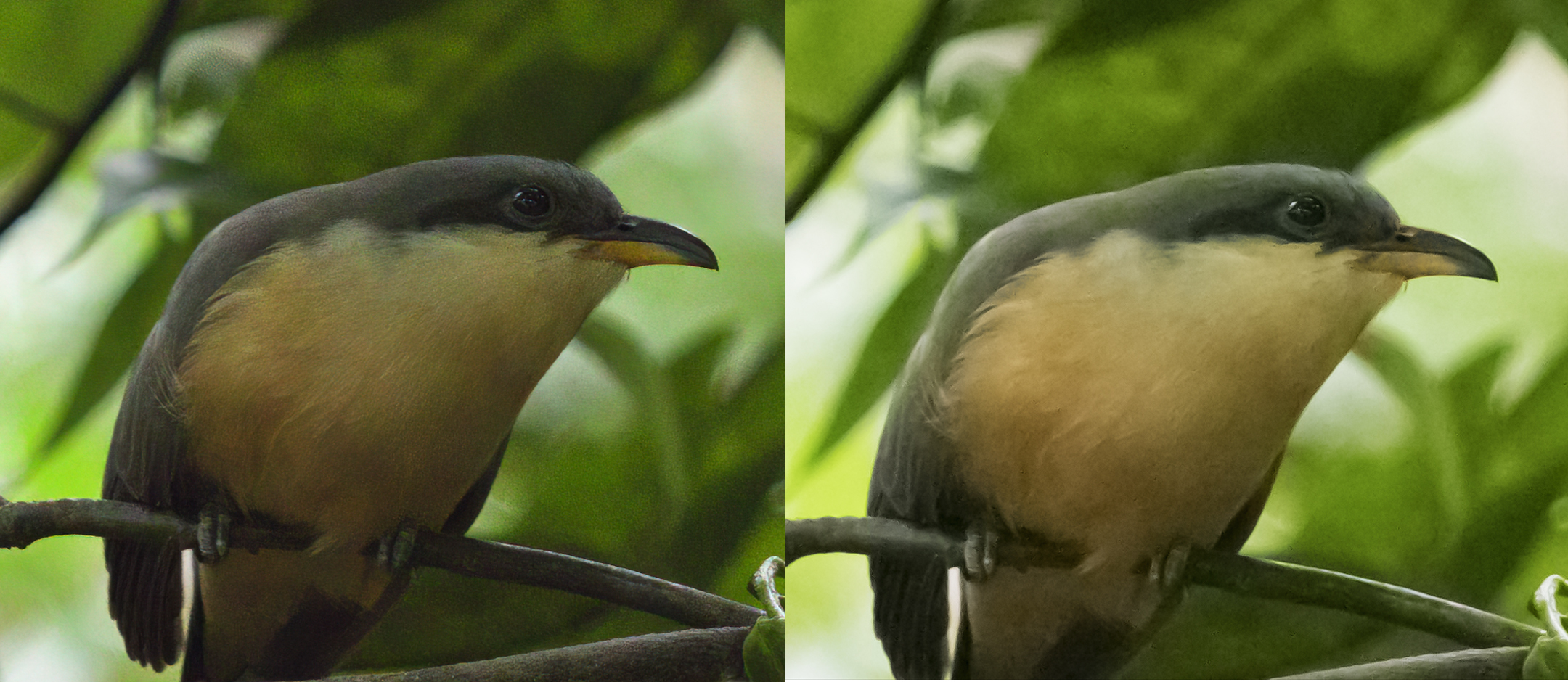 The same photo of a bird denoised using Topaz DeNoise AI and Adobe Lightroom, where Topaz DeNoise does a better job