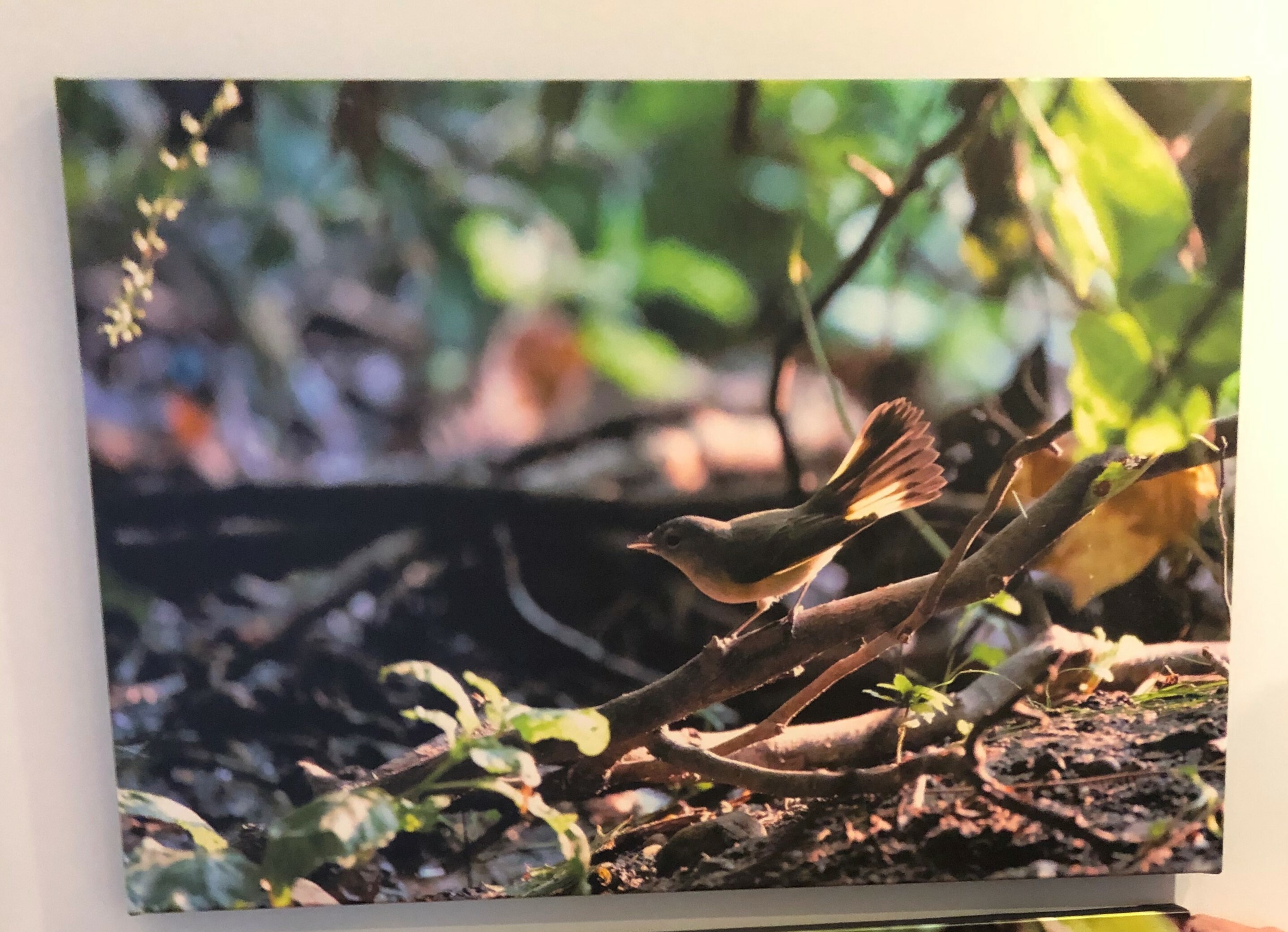 CanvasPop canvas photo print