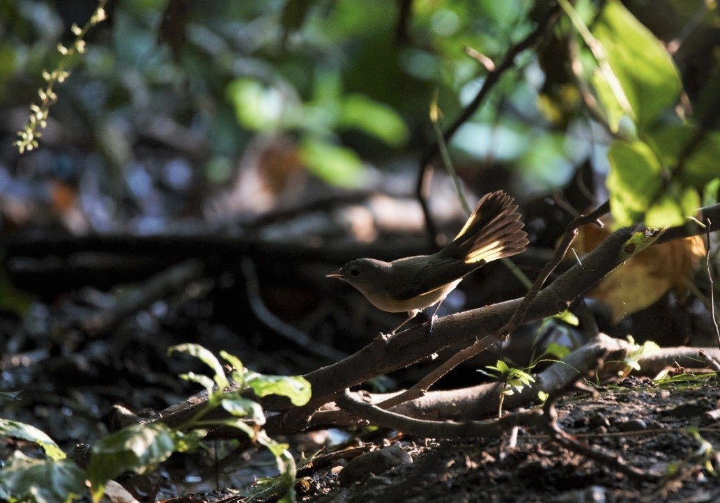 American Redstart photo