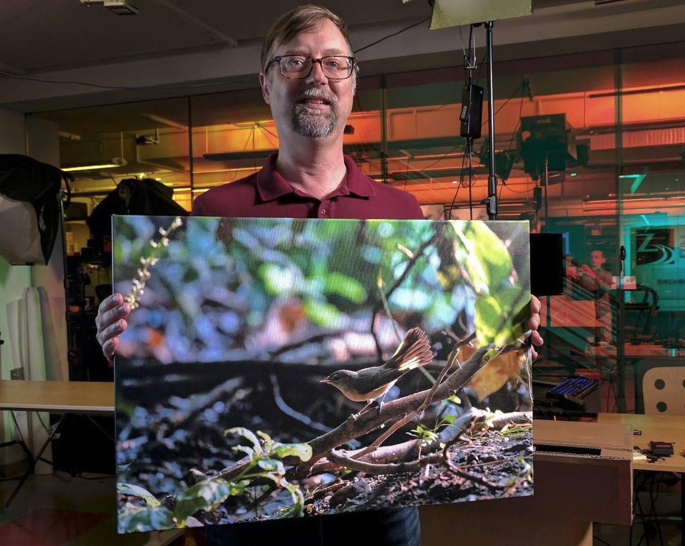 Canvas print of American Redstart