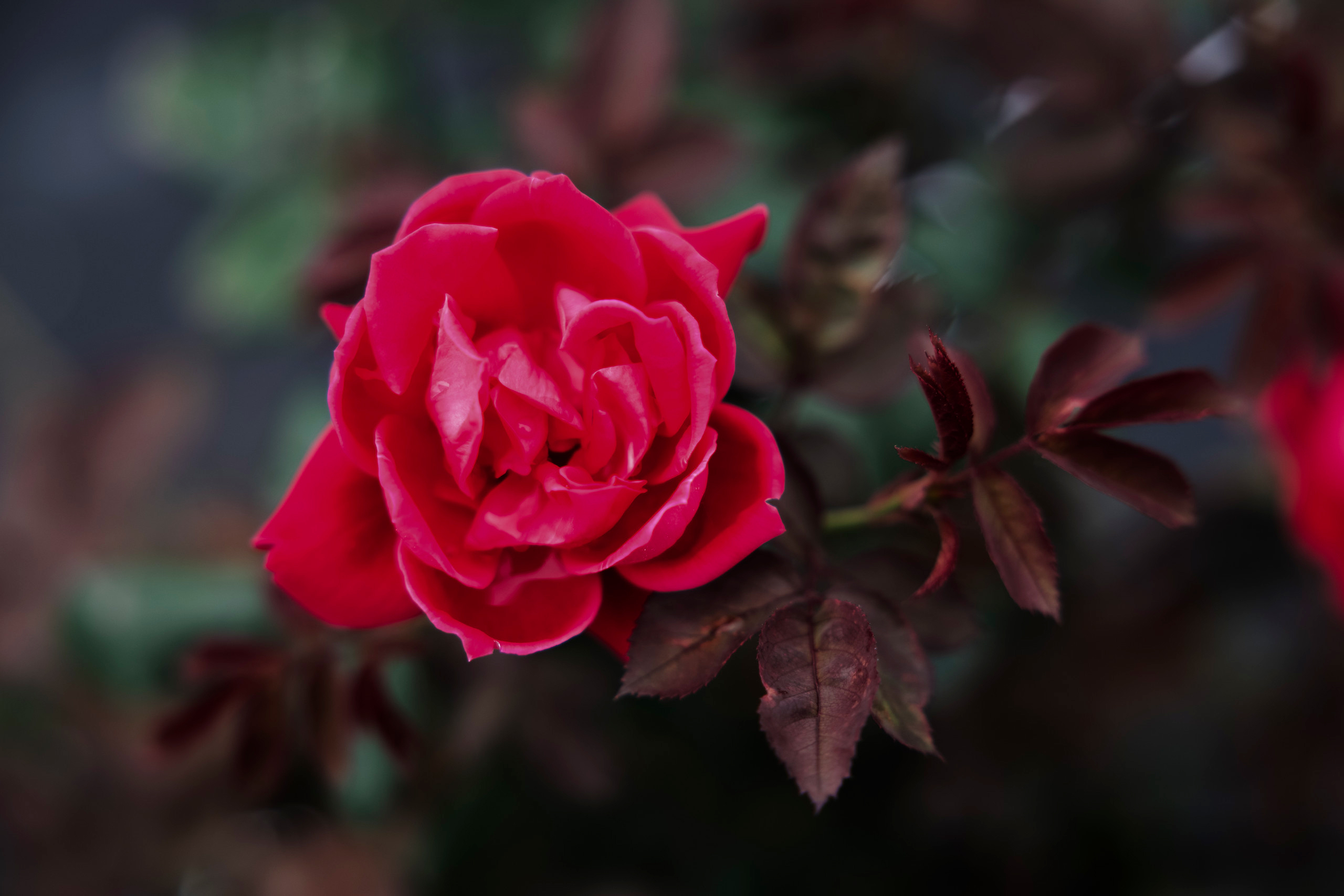 Red flower edited in Viveza