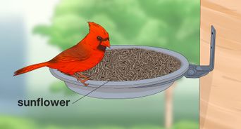 Why Do Cardinals Represent Lost Loved Ones