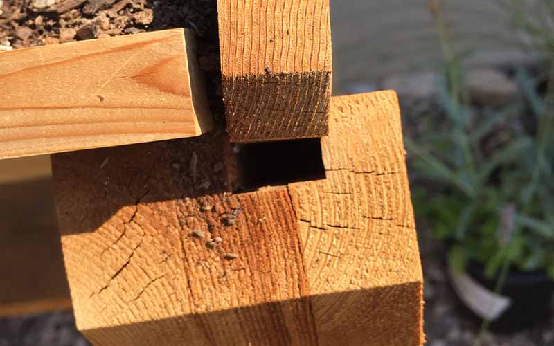 Urban Elevated Planter Sturdy Construction