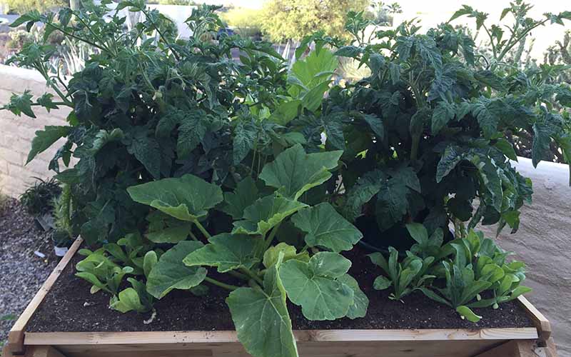 Urban Elevated Planter With Plants
