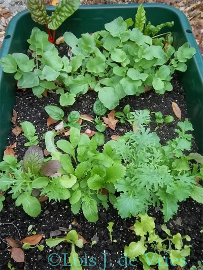 Garden on Wheels full of seedlings