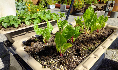 Swiss chard in SimGar