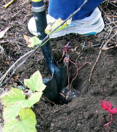 Spear Head Spade makes a precise cut