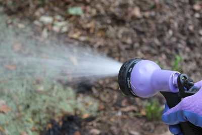 watering mulch after flaming