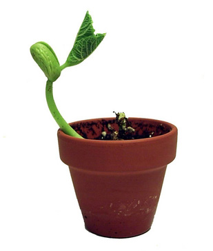 Growing Seedlings Under Indoor Grow Lights