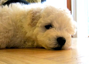 The Most Famous Animals in Tech