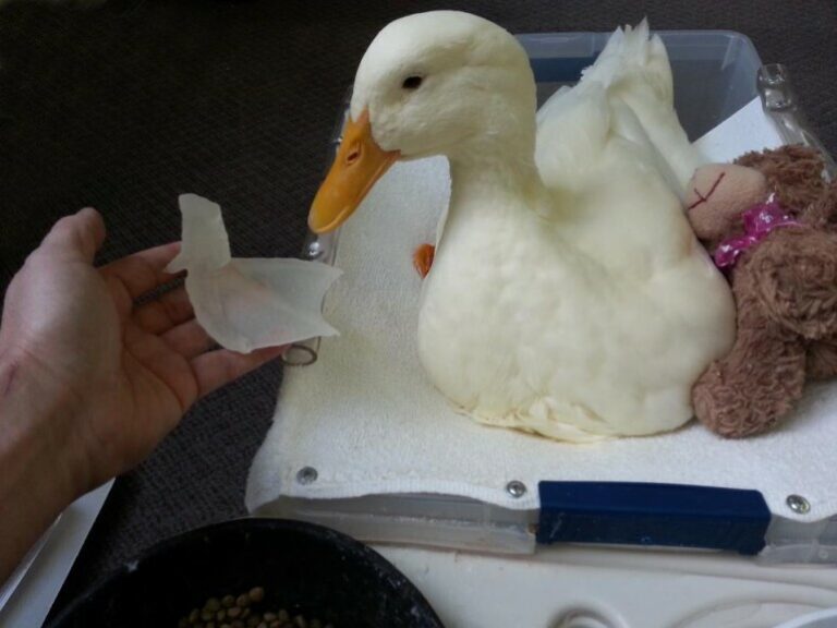 Building Up Buttercup: 3D Printed Foot Helps Duck Walk