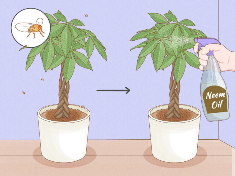 How to : Lucky Money Tree: Proper Care from Soil to Watering