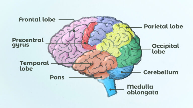 How to : How to Draw a Brain