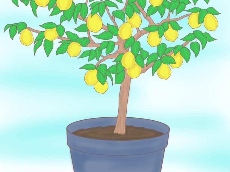 How to : How to Plant a Lemon Seed