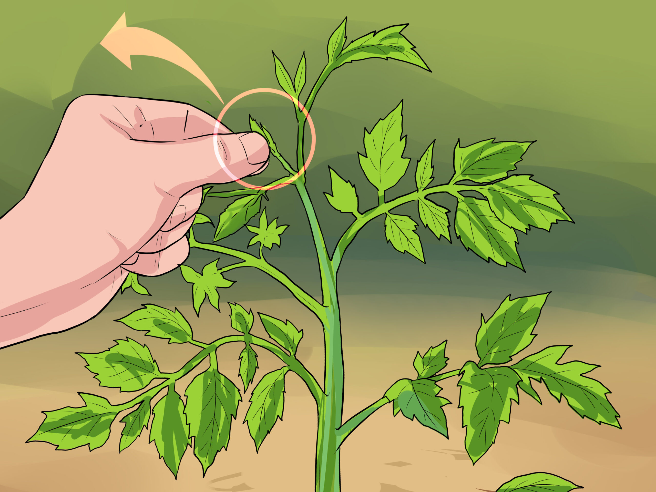 How to : How to Prune Tomatoes