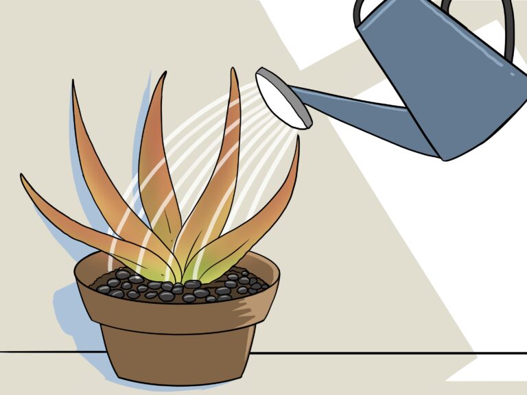 How to : How to Revive a Dying Aloe Vera Plant